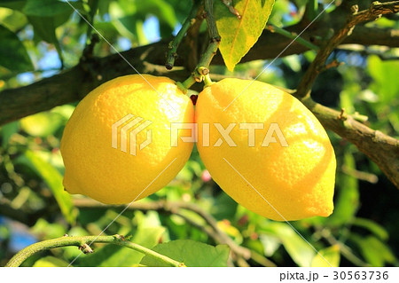 瀬戸内レモン 30563736