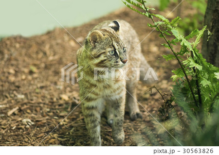天然記念物のネコ 天然記念物のネコ 30563826
