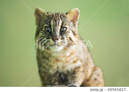 天然記念物のネコ 30563827