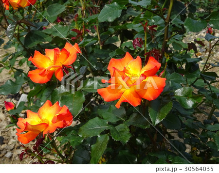 鮮やかな色のバラ 30564035