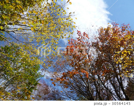 石鎚ロープウェイ山頂成就駅付近の紅葉 石鎚ロープウェイ山頂成就駅付近の紅葉 30564145