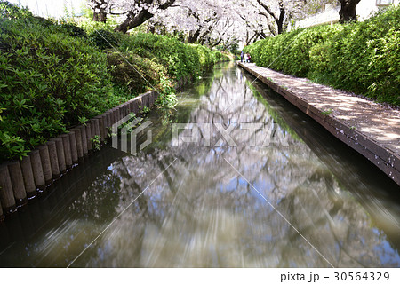 サクラ散る サクラ散る 30564329