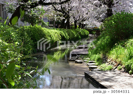 サクラ散る 30564331