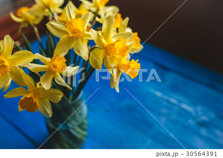 Yellow narcissus or daffodil flowers on blue 30564391