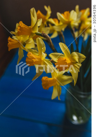 Yellow narcissus or daffodil flowers on blue 30564396