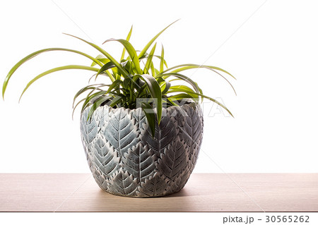 Houseplant isolated on white background Houseplant isolated on white background 30565262
