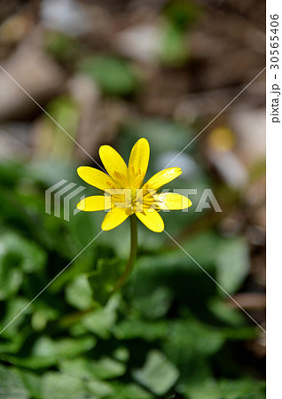 ヒメリュウキンカ（姫立金花） 30565406