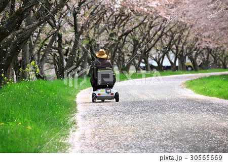 桜散る中を 桜散る中を 30565669