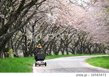 残桜の道 30565673