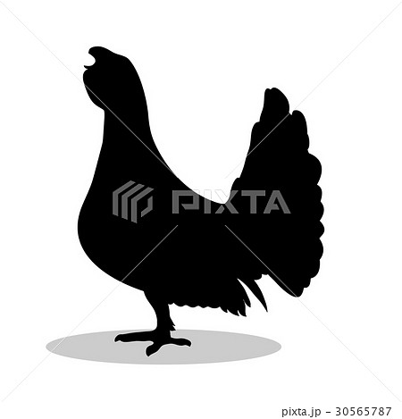 Capercaillie bird  black silhouette animal 30565787