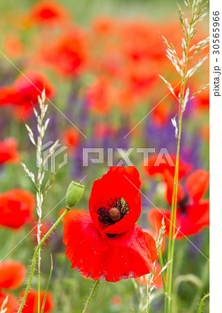 Poppy flowers 30565966