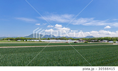 ネギ畑 ネギ畑 30566415