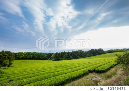 茶畑 30566421