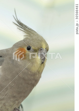 オカメインコ 30566481