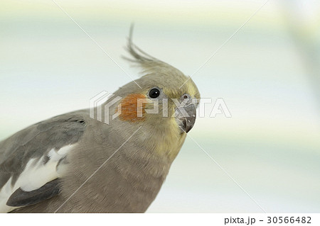 オカメインコ オカメインコ 30566482