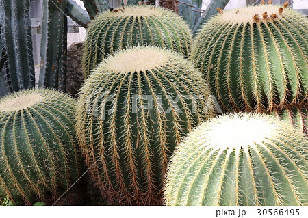 キンシャチ 30566495