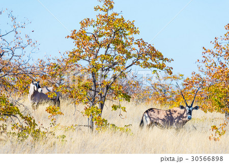 Oryx hiding in the bush Oryx hiding in the bush 30566898