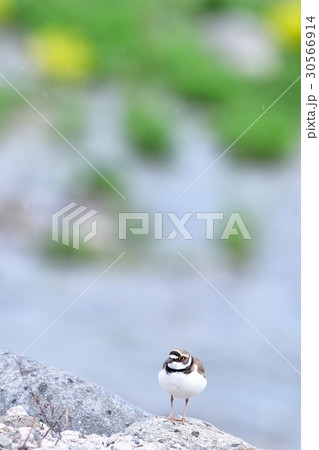 コチドリ コチドリ 30566914