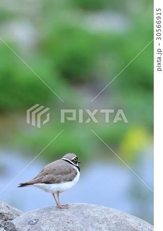 コチドリ コチドリ 30566915