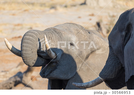 African Elephant  30566953