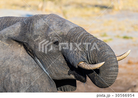 African Elephant African Elephant 30566954