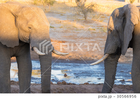 African Elephant African Elephant 30566956