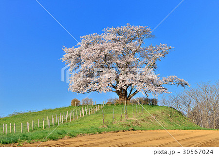 為内の一本桜 為内の一本桜 30567024