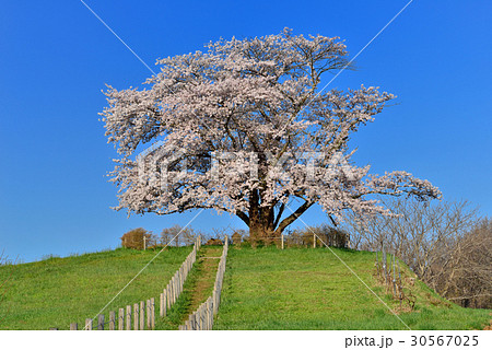 為内の一本桜 為内の一本桜 30567025