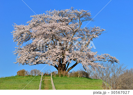 為内の一本桜の写真素材