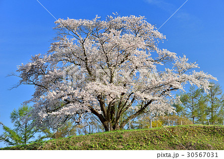 為内の一本桜 30567031