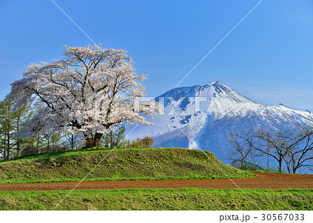 為内の一本桜の写真素材