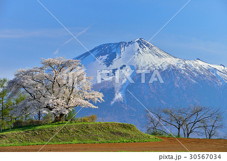 為内の一本桜の写真素材