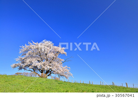 為内の一本桜 為内の一本桜 30567041