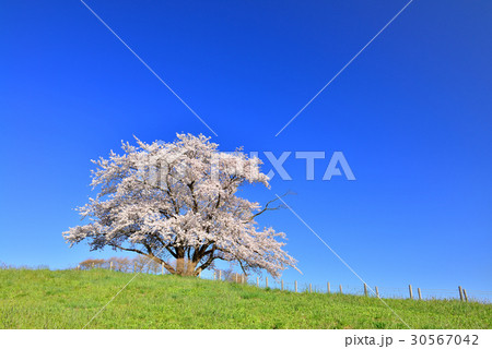 為内の一本桜 為内の一本桜 30567042