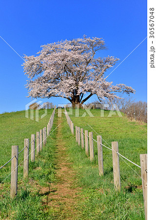 為内の一本桜 30567048