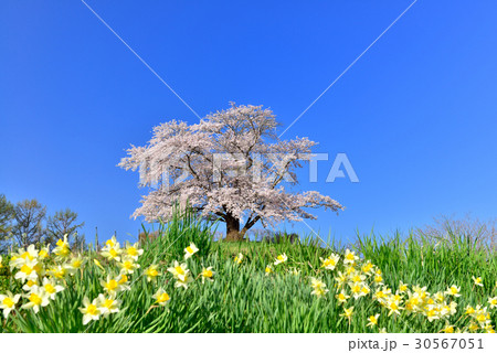 為内の一本桜 30567051