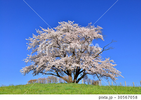 為内の一本桜 為内の一本桜 30567058