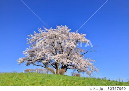 為内の一本桜 為内の一本桜 30567060