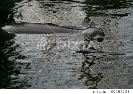 バイカルアザラシ バイカルアザラシ 30567233