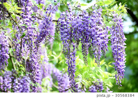 世界遺産　紀伊山地の山藤 30568384