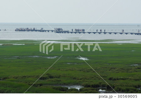 野生 ワイルド 野生化 30569005