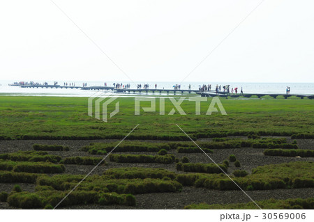 野生 ワイルド 野生化 30569006