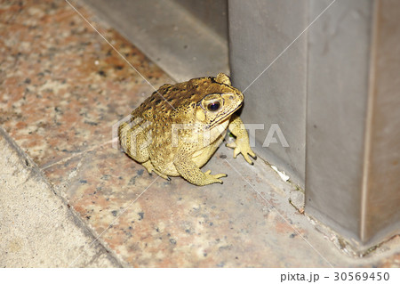 ヒキガエル ガマガエル 蟾蜍 30569450