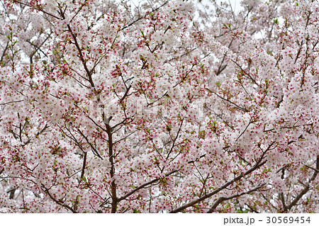 成田ゆめ牧場 成田ゆめ牧場 30569454