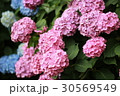 紫陽花 30569549