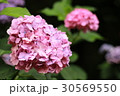 紫陽花 30569550