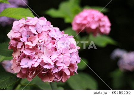 紫陽花 紫陽花 30569550