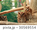 フクロウ 富士花鳥園 30569554