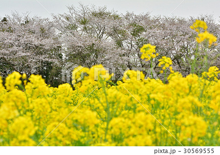 成田ゆめ牧場 成田ゆめ牧場 30569555