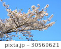 浜松市天竜区船明ダムの桜 30569621